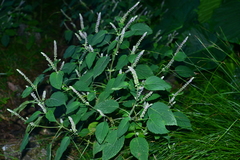 Collinsonia macrobracteata