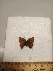 Satyrium polingi