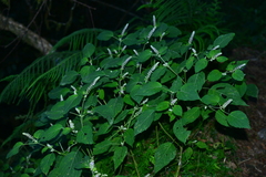 Collinsonia macrobracteata