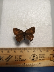 Satyrium polingi