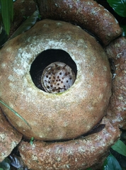 Rafflesia tuan-mudae