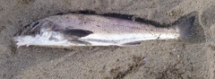 Menticirrhus undulatus