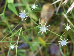 Eryngium integrifolium