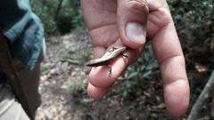 Scincella gemmingeri