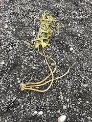Laminaria hyperborea