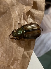 Pseudodicrania aeneobrunnea