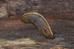 Arion fasciatus