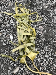 Laminaria hyperborea