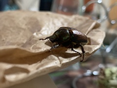 Pseudodicrania aeneobrunnea