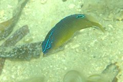 Pomacentrus tripunctatus