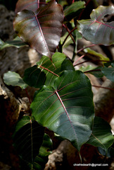 Magnoliopsida