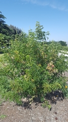Aesculus californica
