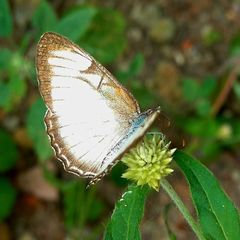 Mestra hersilia