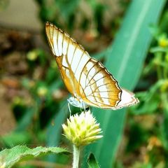 Mestra hersilia