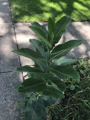 Asclepias syriaca