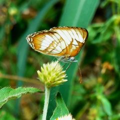 Mestra hersilia