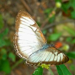 Mestra hersilia