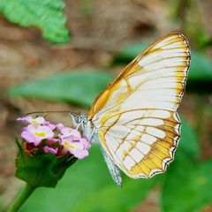 Mestra hersilia