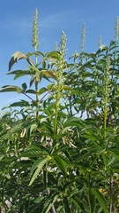 Aesculus californica
