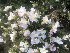 Podalyria microphylla