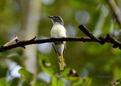 Pericrocotus cinnamomeus