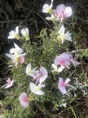 Podalyria microphylla