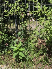 Asclepias syriaca