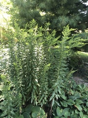 Solidago