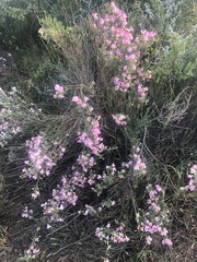 Podalyria microphylla