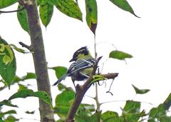 Machlolophus aplonotus