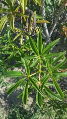Aesculus californica