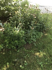 Echinacea purpurea