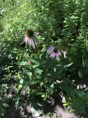 Echinacea purpurea