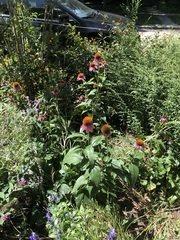 Echinacea purpurea