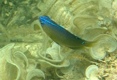 Pomacentrus tripunctatus