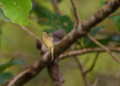 Phylloscopus affinis