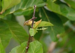 Phylloscopus affinis