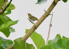 Phylloscopus affinis