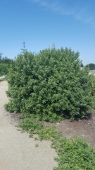 Heteromeles arbutifolia