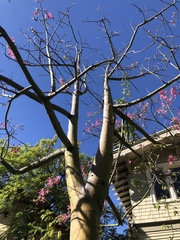 Ceiba speciosa