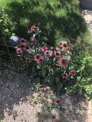 Echinacea