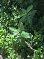 Asclepias syriaca