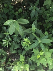 Asclepias syriaca