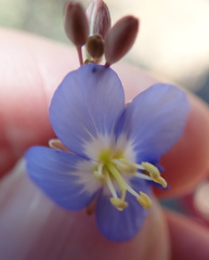 Heliophila lactea