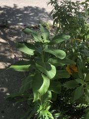 Asclepias syriaca