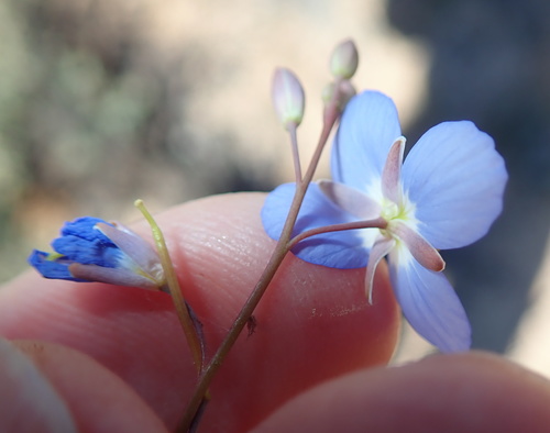 Image of Heliophila lactea by no rights reserved