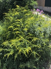 Solidago