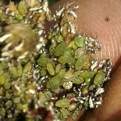 Lipaphis pseudobrassicae