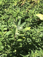 Asclepias syriaca