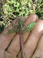 Lipaphis pseudobrassicae